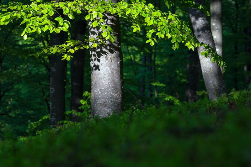 #nature #green #forest #stayhome #hardlight #springtime #beauty Fresh green фото превью
