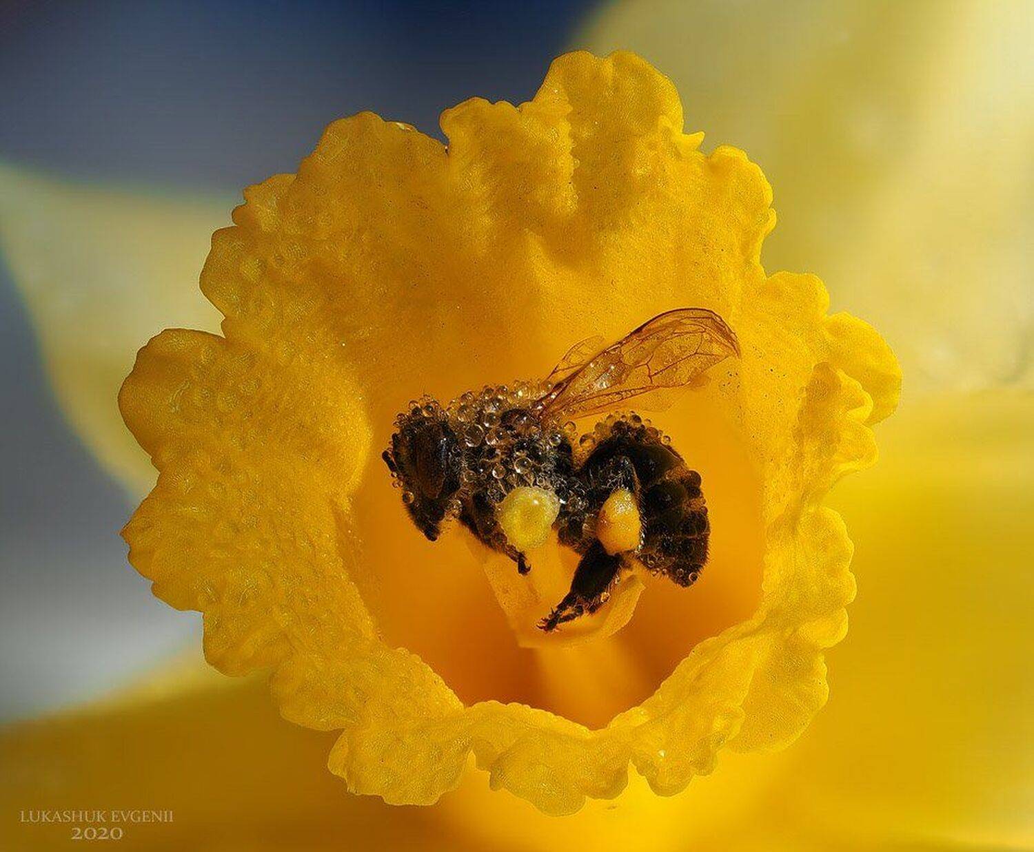 , Евгений Лукашук