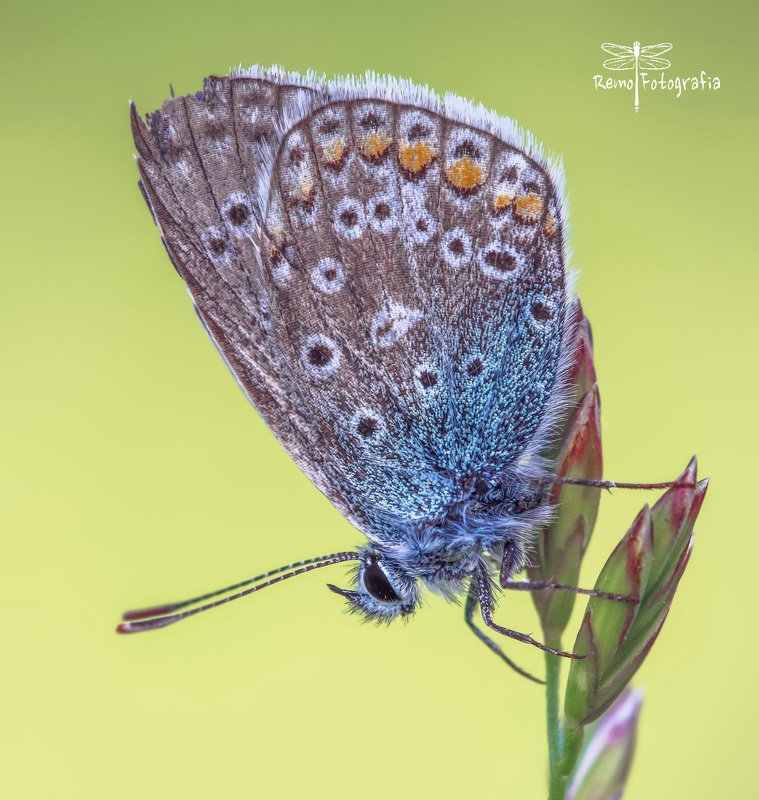 Polyommatus icarus- Modraszek ikar. фото превью