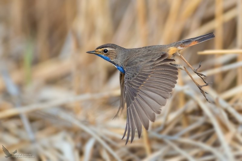 Podróżniczek, Bluethroat (Luscinia svecica) ... 2020r фото превью