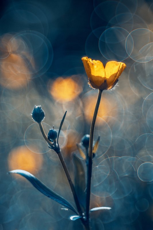 Awakening фото превью