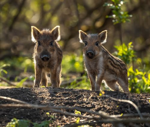 Живые одуванчики
