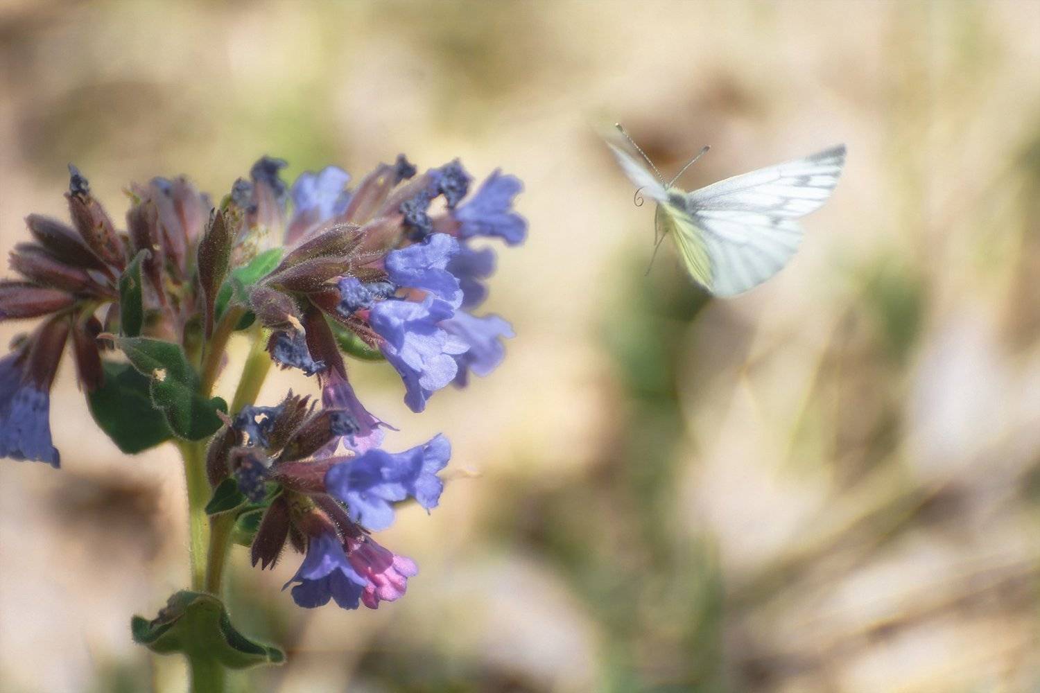 цветок, бабочка, медуница, весна,, Марина Мочалова