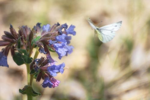 первоцвет..