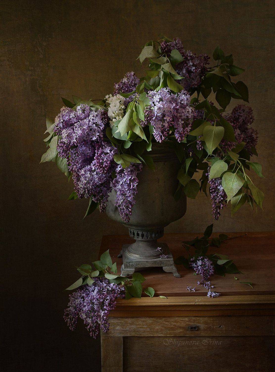 , Шипунова Ирина