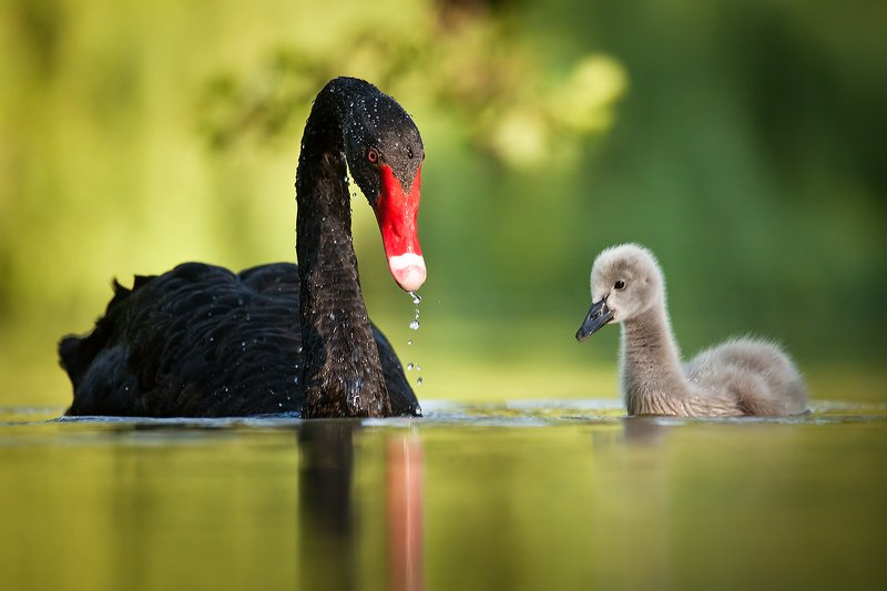Black swan фото превью