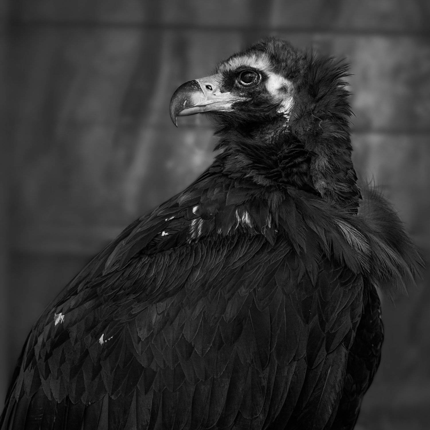 птицы, чёрный гриф, гриф, минск, беларусь, минский зоопарк, minsk, belarus, minsk zoo, birdphotography, bird, birds,cinereous vulture, Полина Хрол