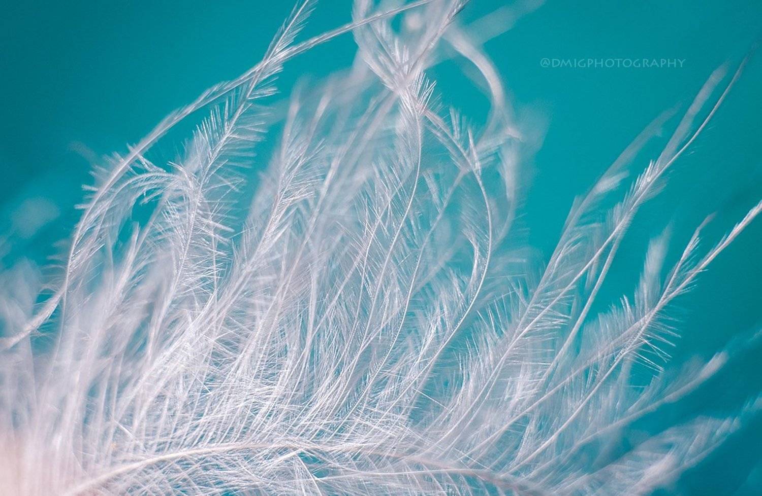 макро, гусиноеперо, цвет, макромир, природа, , Дмитрий Гусалов