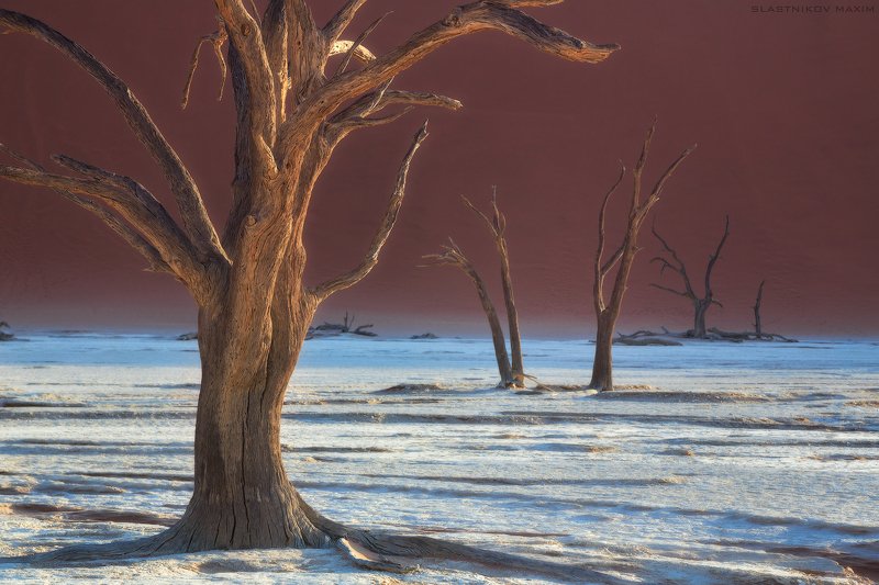 намибия, пустыня, песок, соль, глина, дюны, солнце, дерево, рассвет, озеро, африка, южная, высохшее, Намибия, Namibia, desert, sand, dune, sunrise, trees, lake Стражи пустыни фото превью