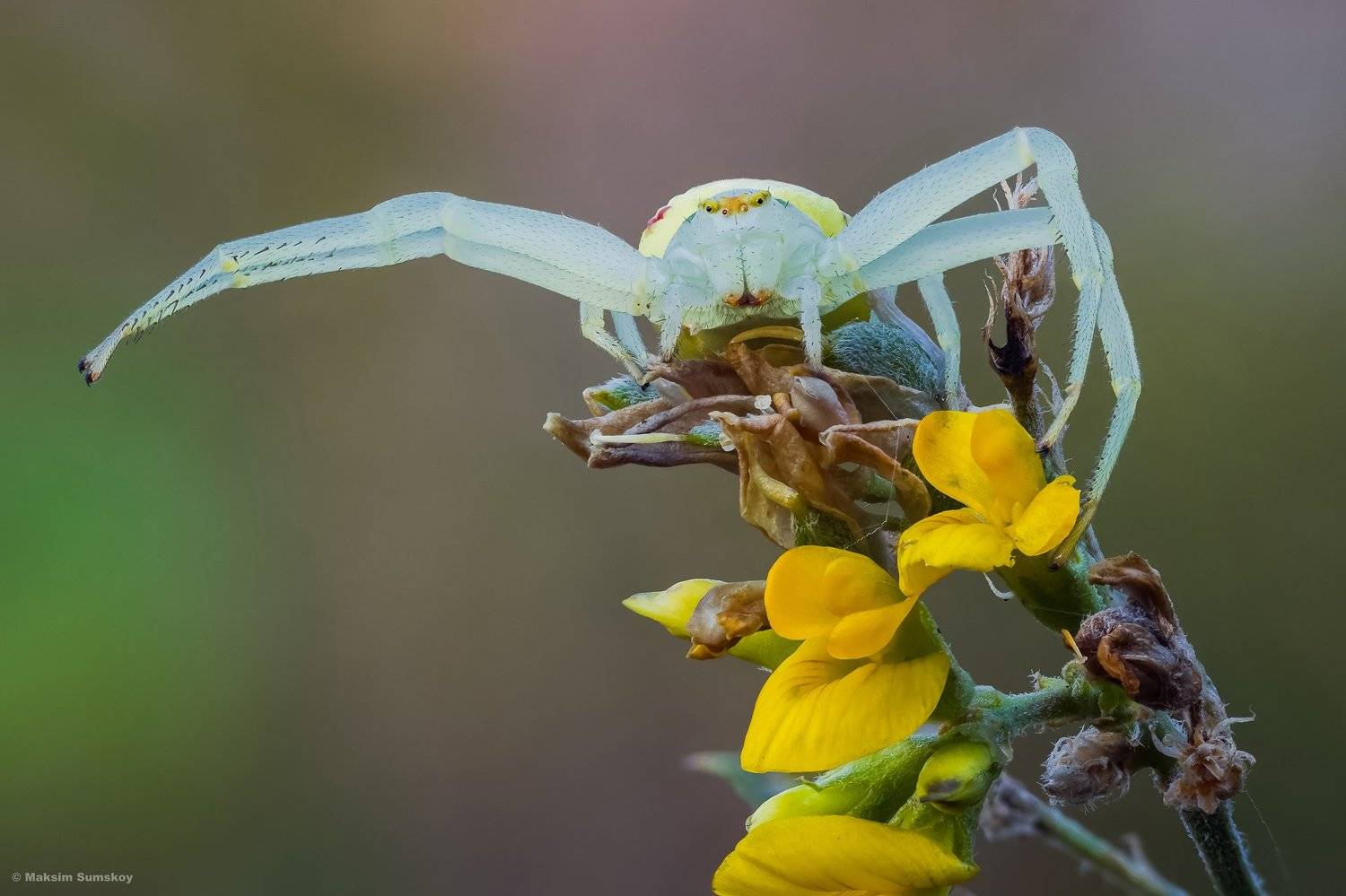 макро,стекинг,утро, паук,вега-11у, Максим Сумской