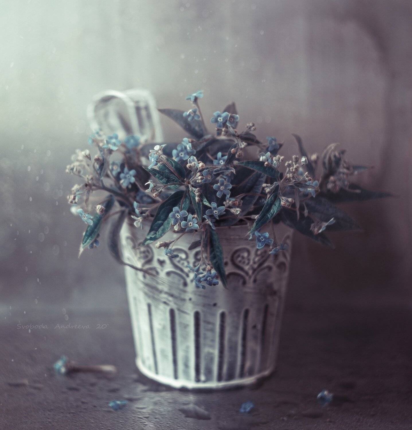 , Svoboda Andreeva