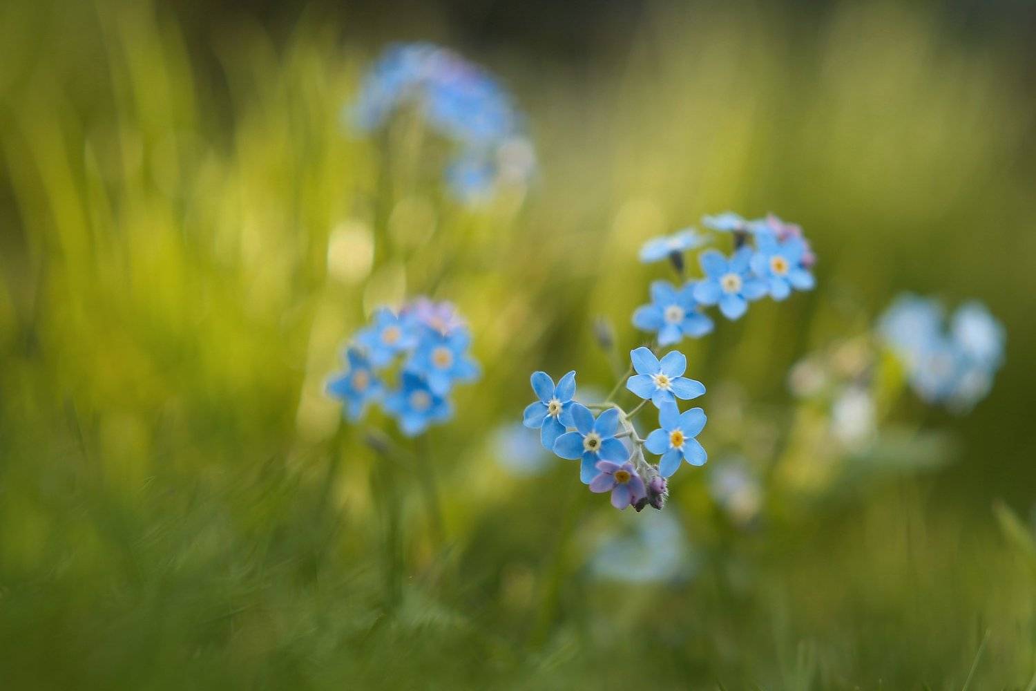 , Эдуард Колобошников