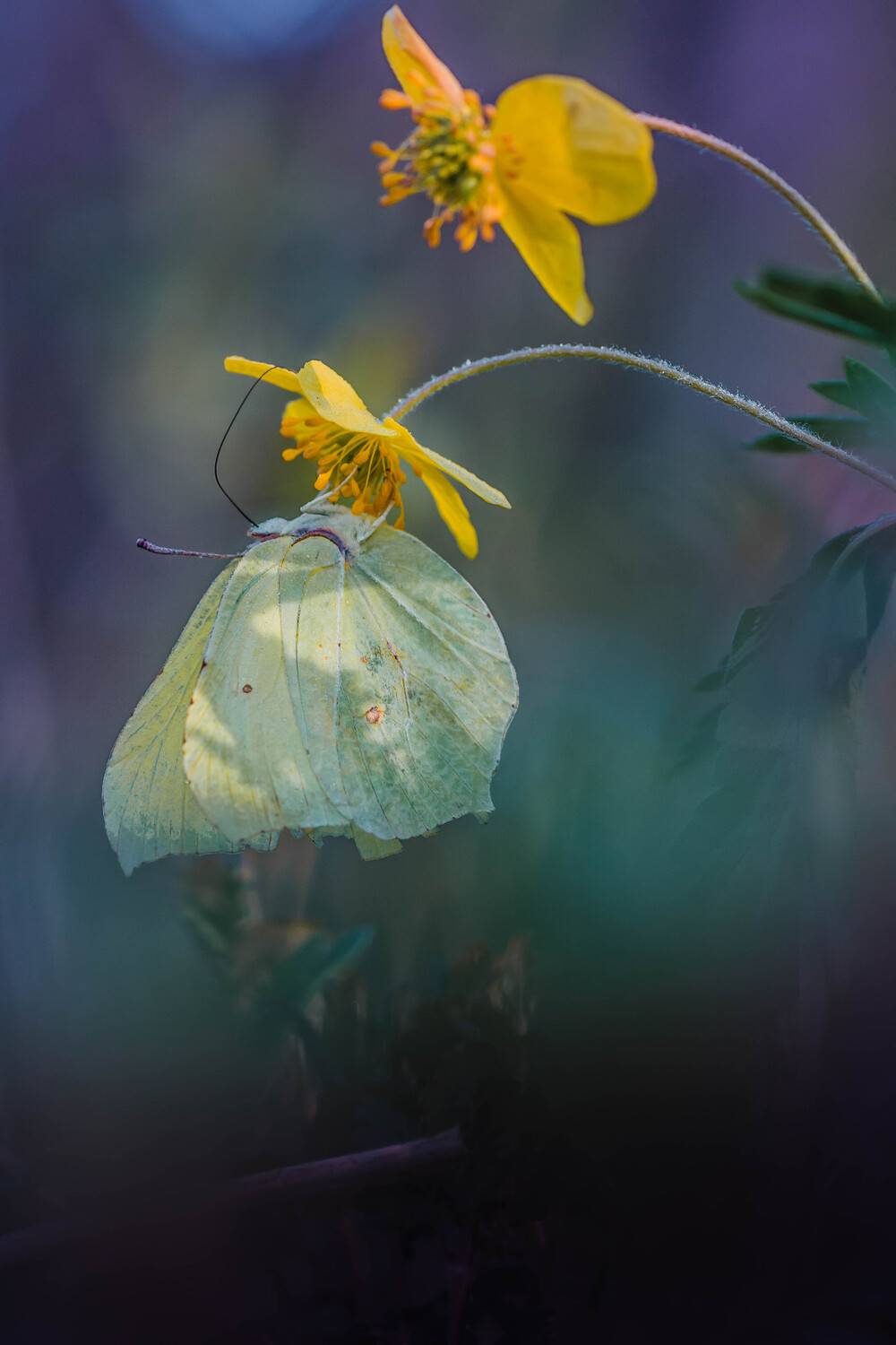 , Роман Зайцев