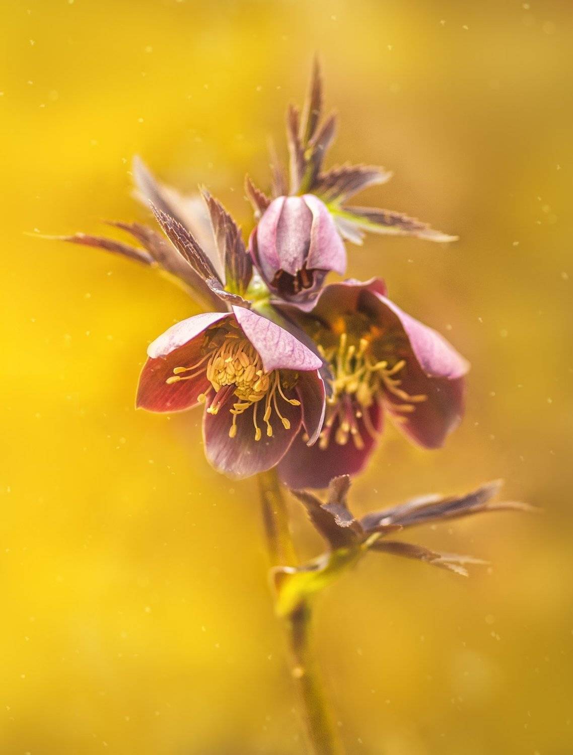 цветы ,морозник ,чемерник ,боржава , украина,helleborus, ukraine, flover, Наталия Деркач