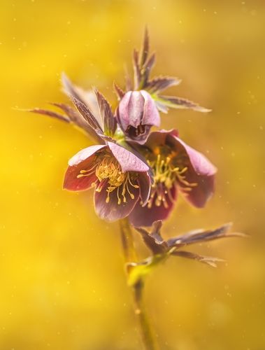 Морозник .Чемерник (Helleborus)