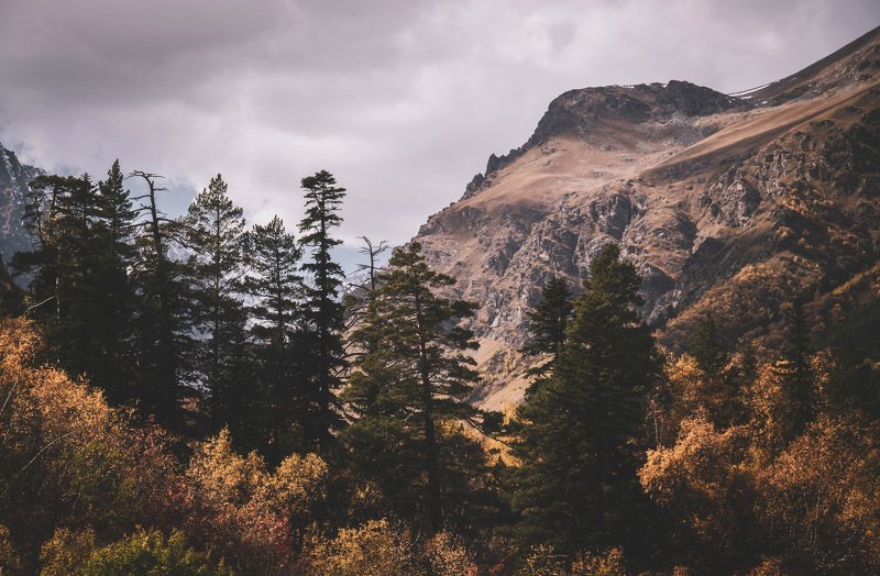 autumn mountains forest spruce landscape nature Autumn in Dombay. фото превью