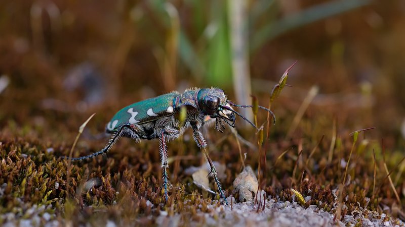 жук,лапы,глаза,свет,блик,солнце,песок Полевой скакун фото превью