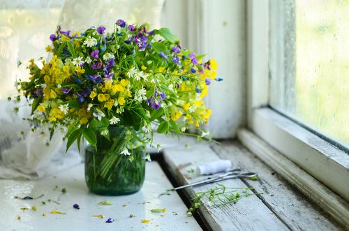 Первоцветы