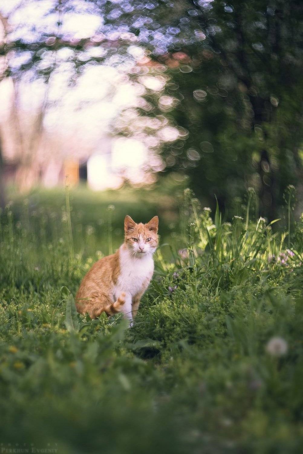 апрель, кот, рыжий кот, темрюк, весна, Перхун Евгений