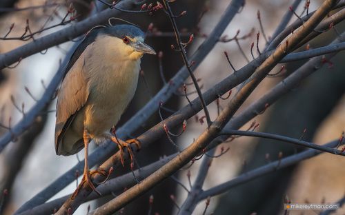 Photos from the Backyard | Кваква Обыкновенная