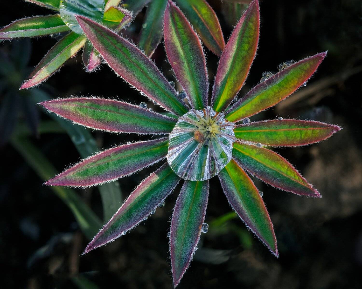 природа, роса, люпин, цветы, весна, утро, капли росы, люпины, Мартыненко Дмитрий