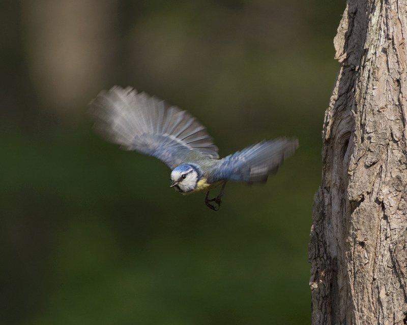 Маленький пилот фото превью