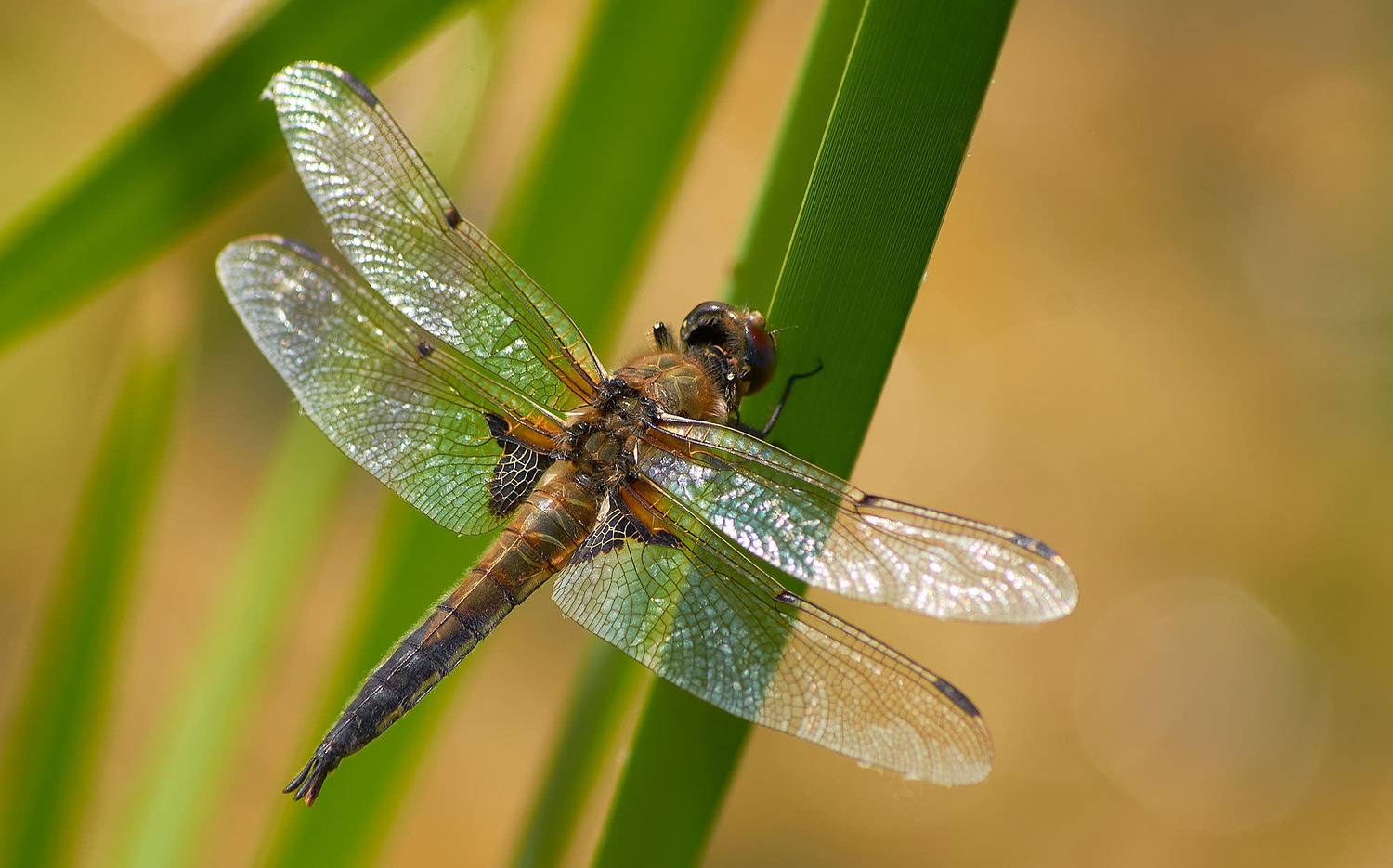 , Вячеслав Владимирович