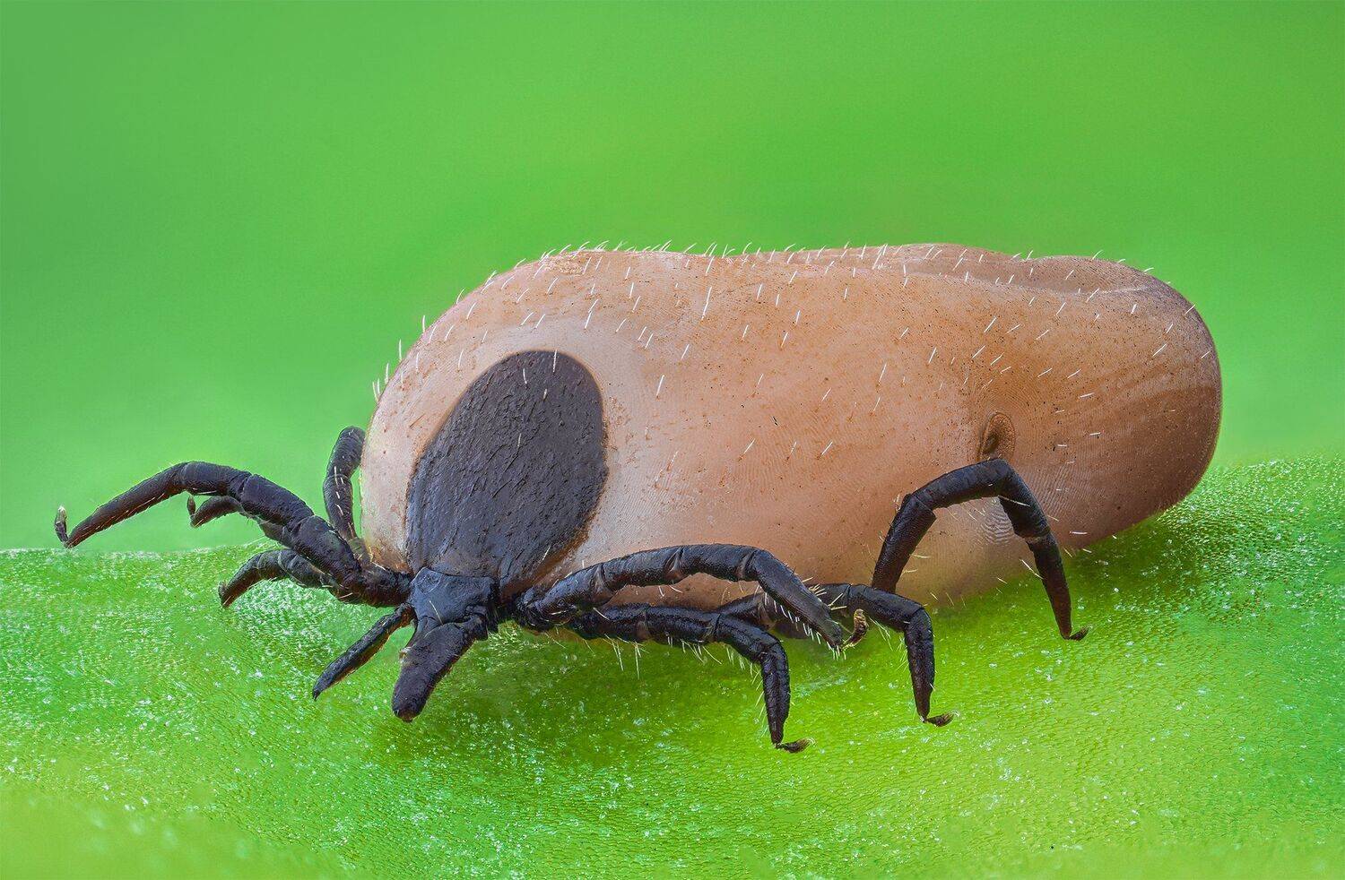 ceclii, macro, nikon d3400, lomo 3.7, Tsvetan Ganev