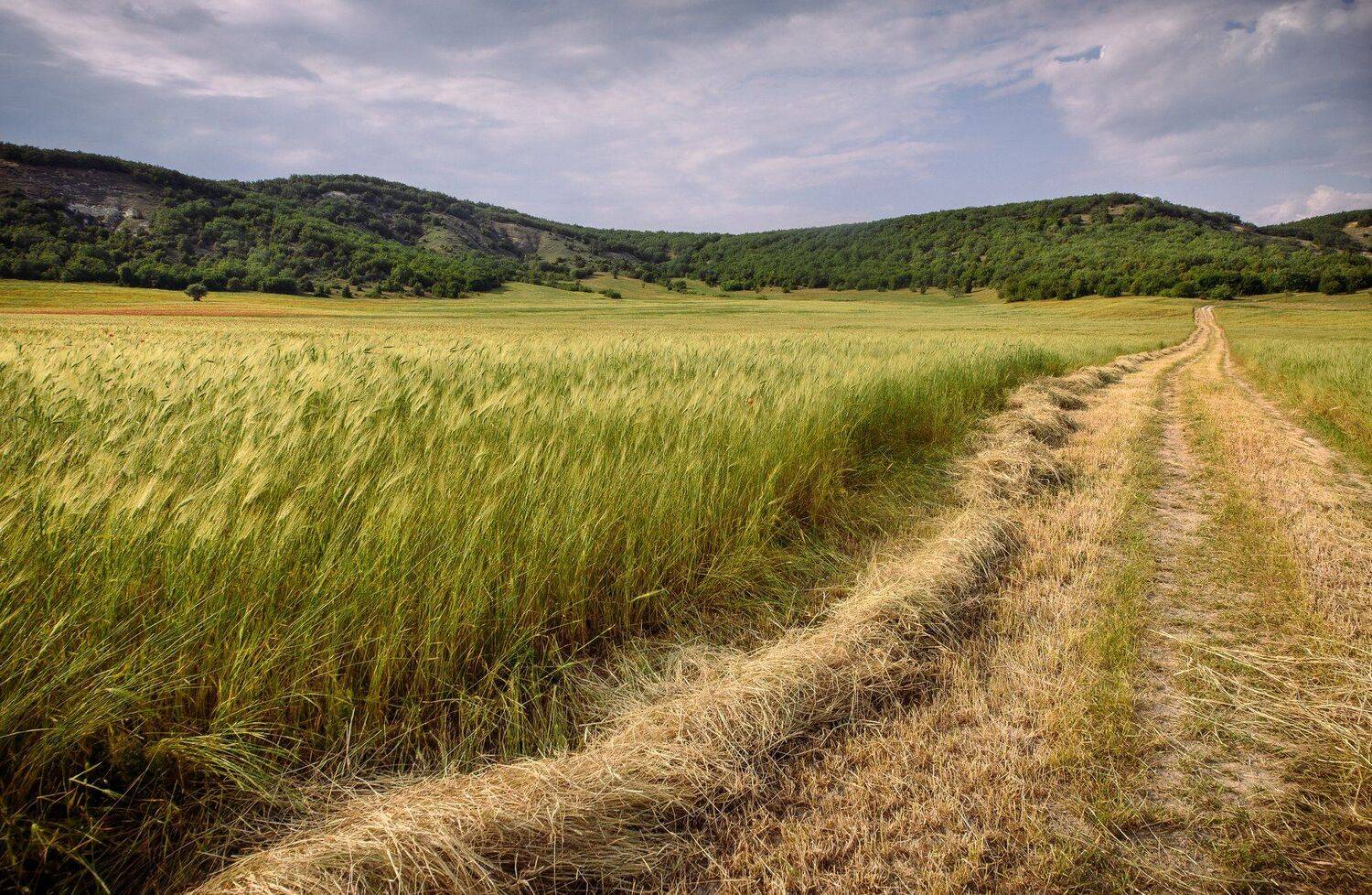 , Андрей Грибов