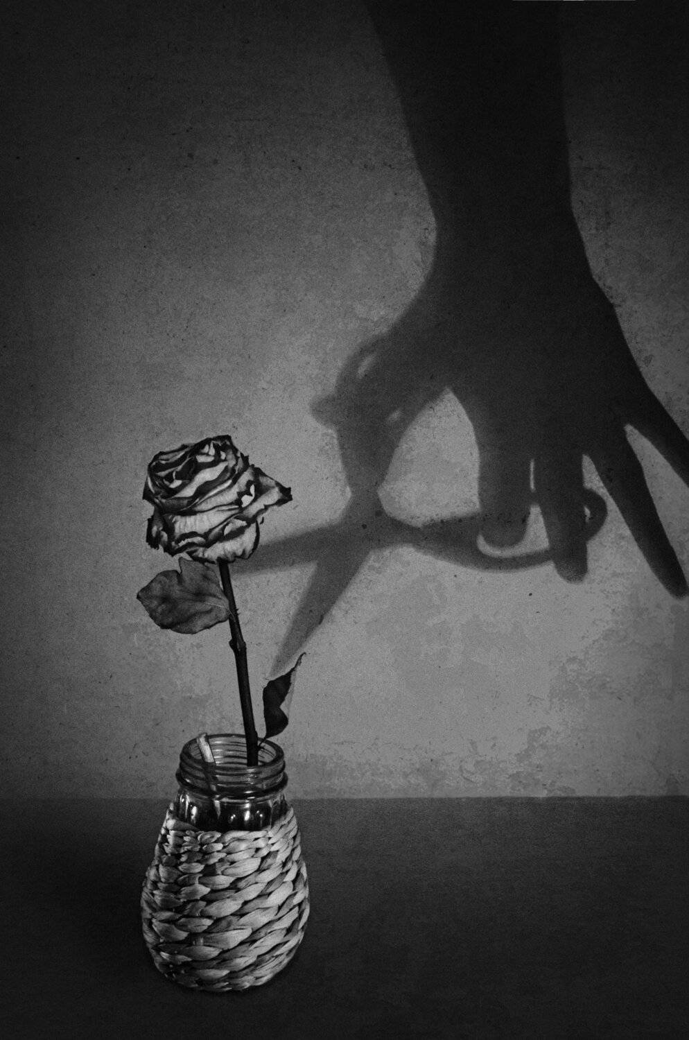 смысл жизни, старость, время, роза, цветок , чёрно-белый, Владимир Володин