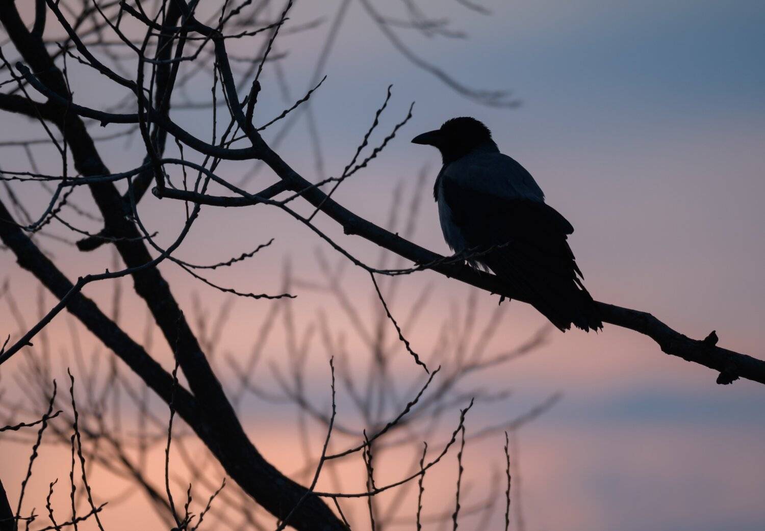 серая ворона, закат, птица на закате, ветви, силуэт, силуэт птицы, Corvus cornix, Одинцовский район, Ксения Соварцева