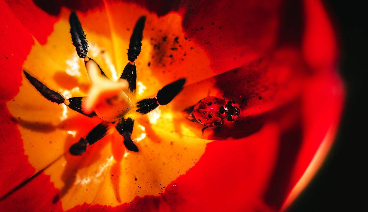 природа, макро, весна, цветы, тюльпан, насекомое, жук, божья коровка, Неля Рачкова