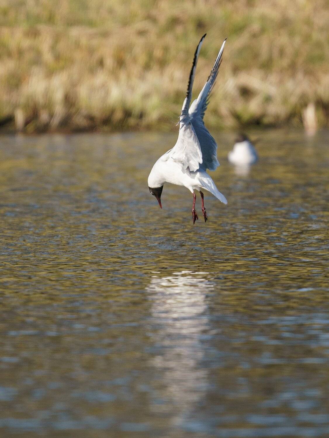 , Константин Дэм