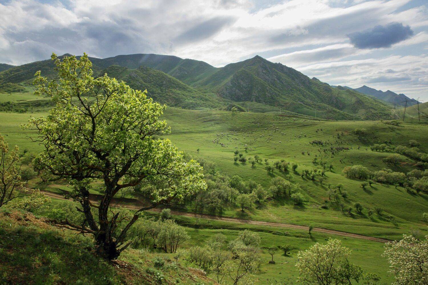 горы,вершины,пейзаж,небо,деревья,дагестан,природа, Marat Magov