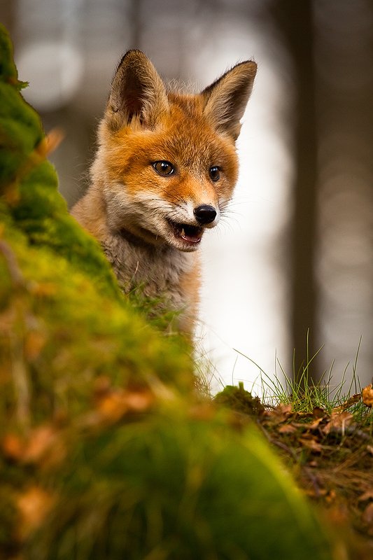 Fox фото превью