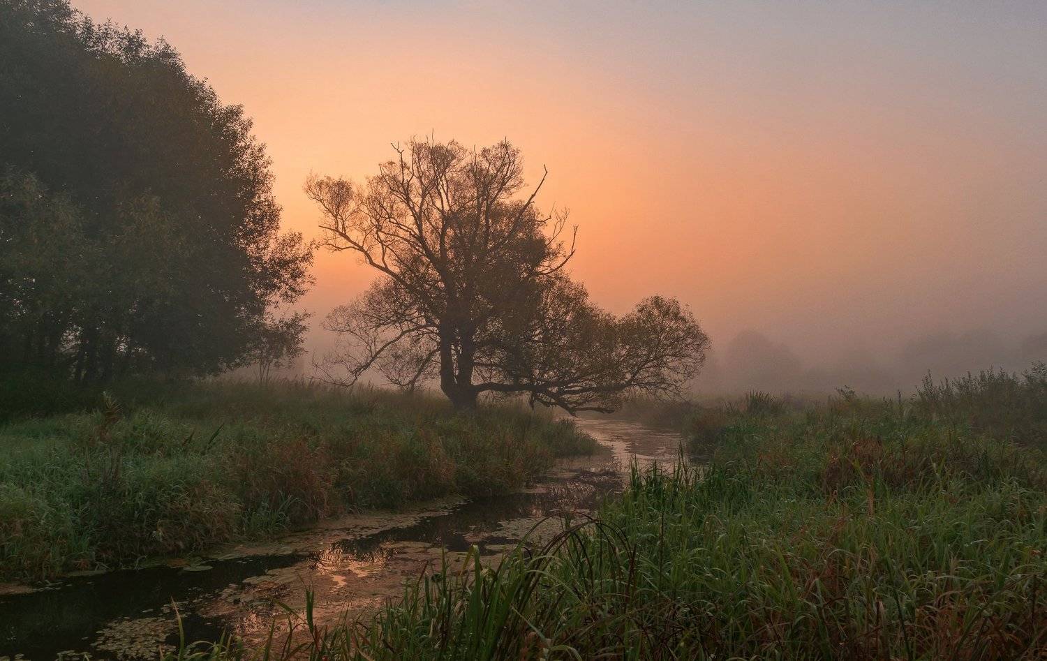 утро, туман, пейзаж, Александр Гвоздь