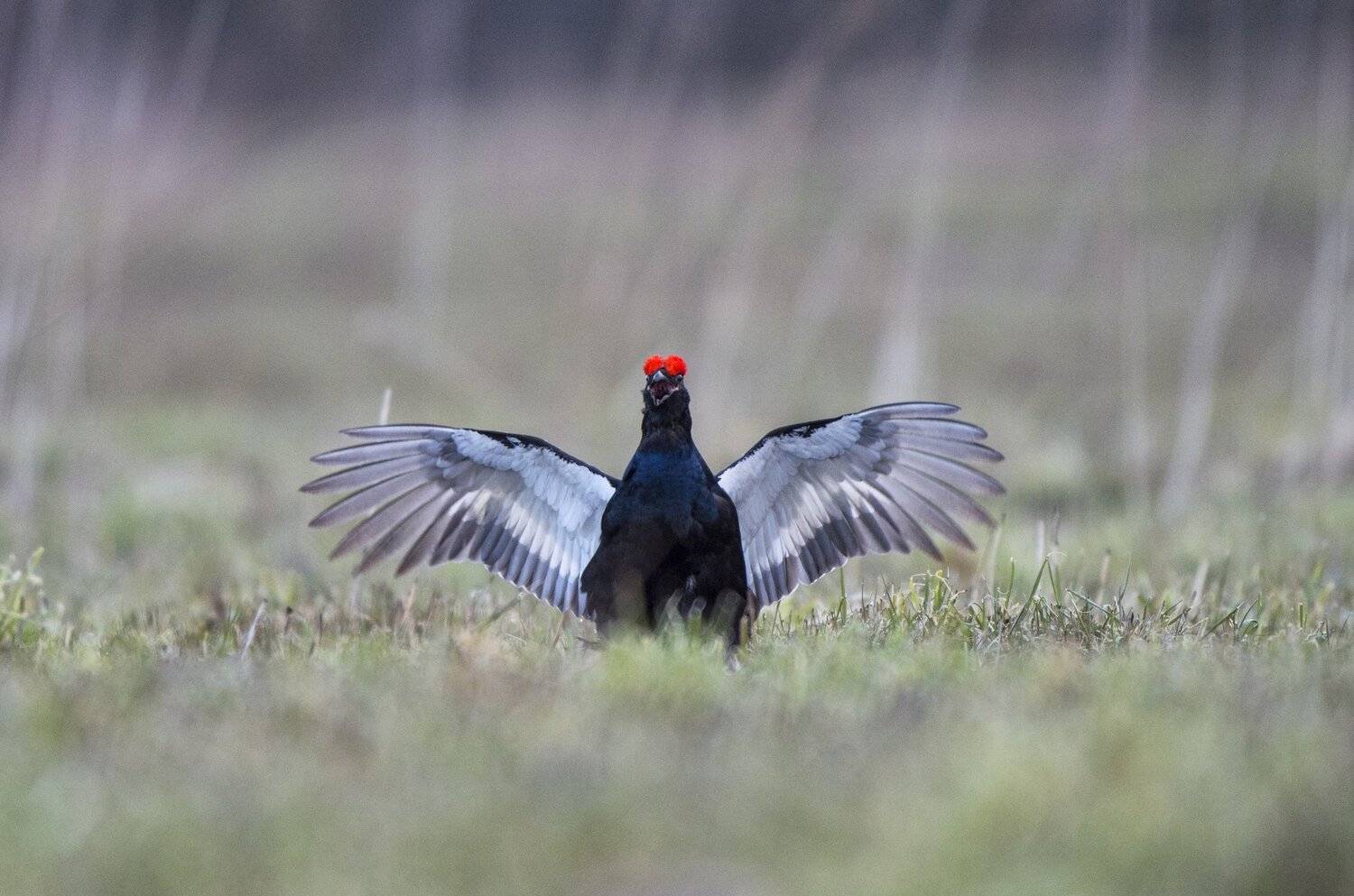 , Юрий Кулаков