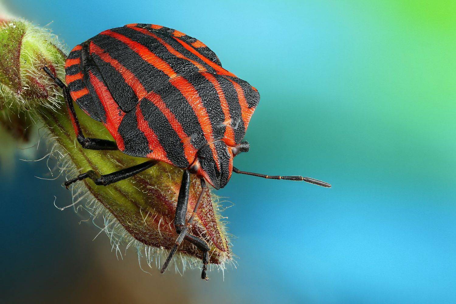 клоп,макро,природа,усы,цвет,зеленый,растение,красный, Андрей Шаповалов
