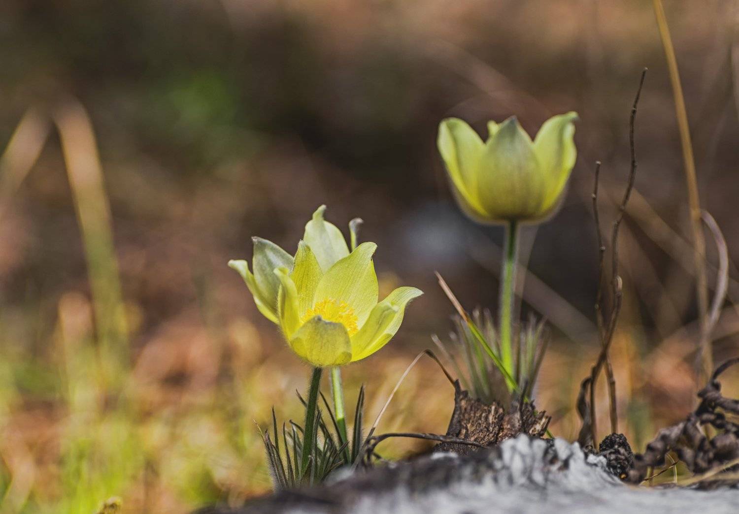 цветы, весна, сон - трава, лес,, Марина Мочалова