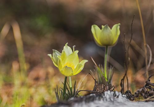 Сон - трава..