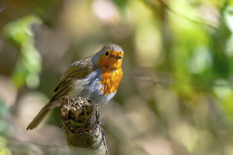 Robin фото превью