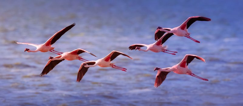 pink freedom фото превью