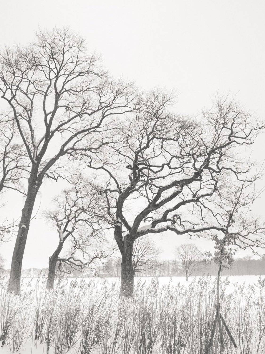 чёрно-белое, графика, петергоф, александрия, Елена Курзина