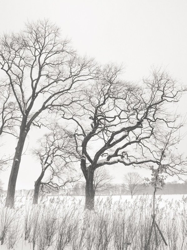 чёрно-белое, графика, петергоф, александрия Во власти зимы фото превью