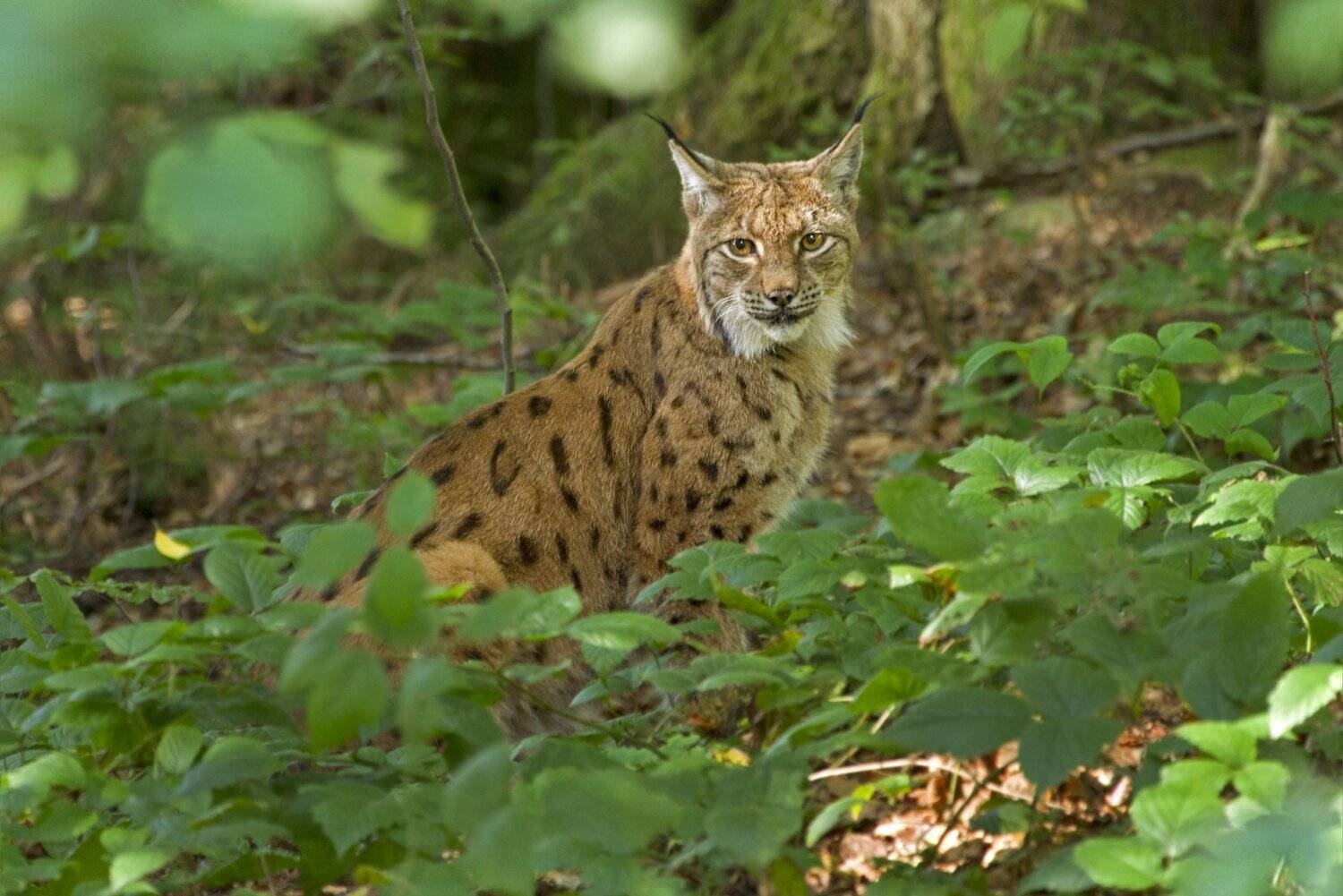 , Александр Гусар