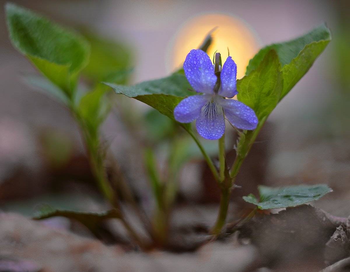 , Галина Горькавая