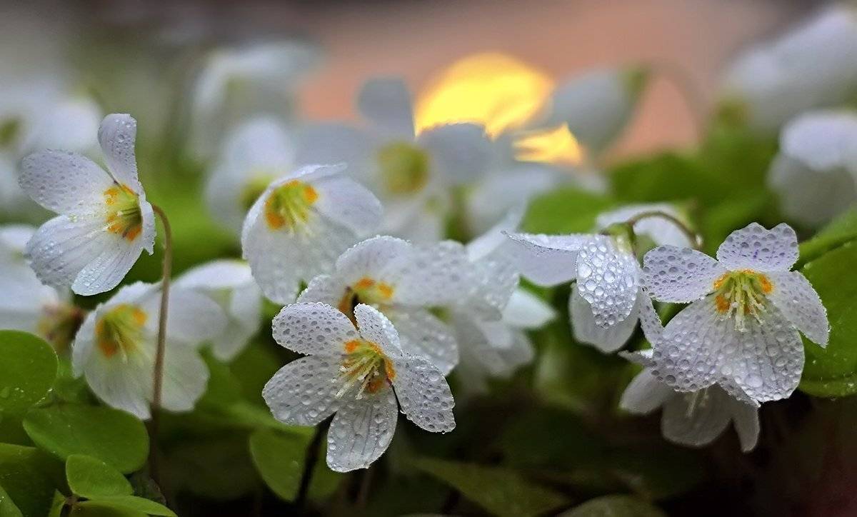 , Галина Горькавая