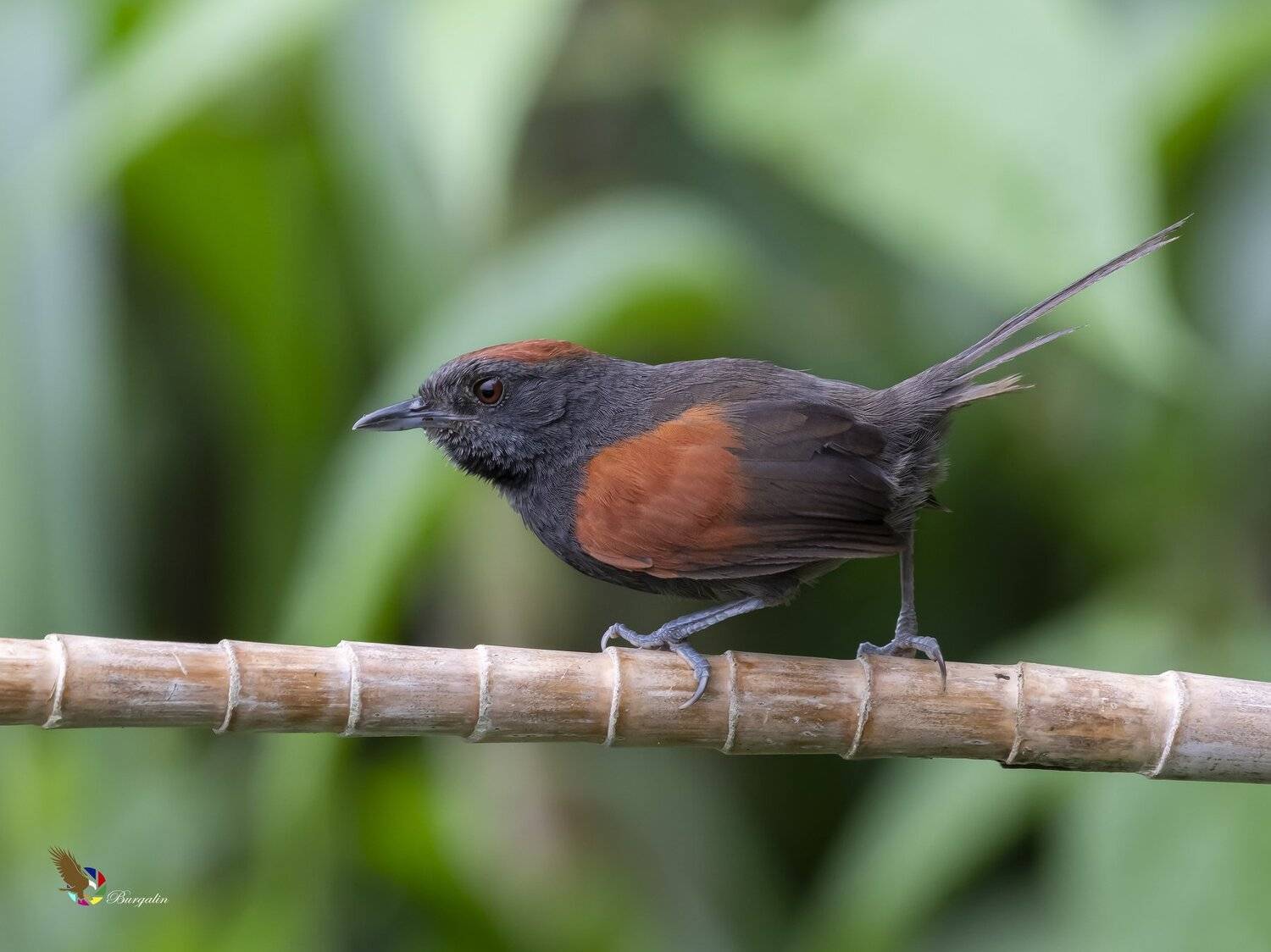 , Fernando Burgalin Sequeira