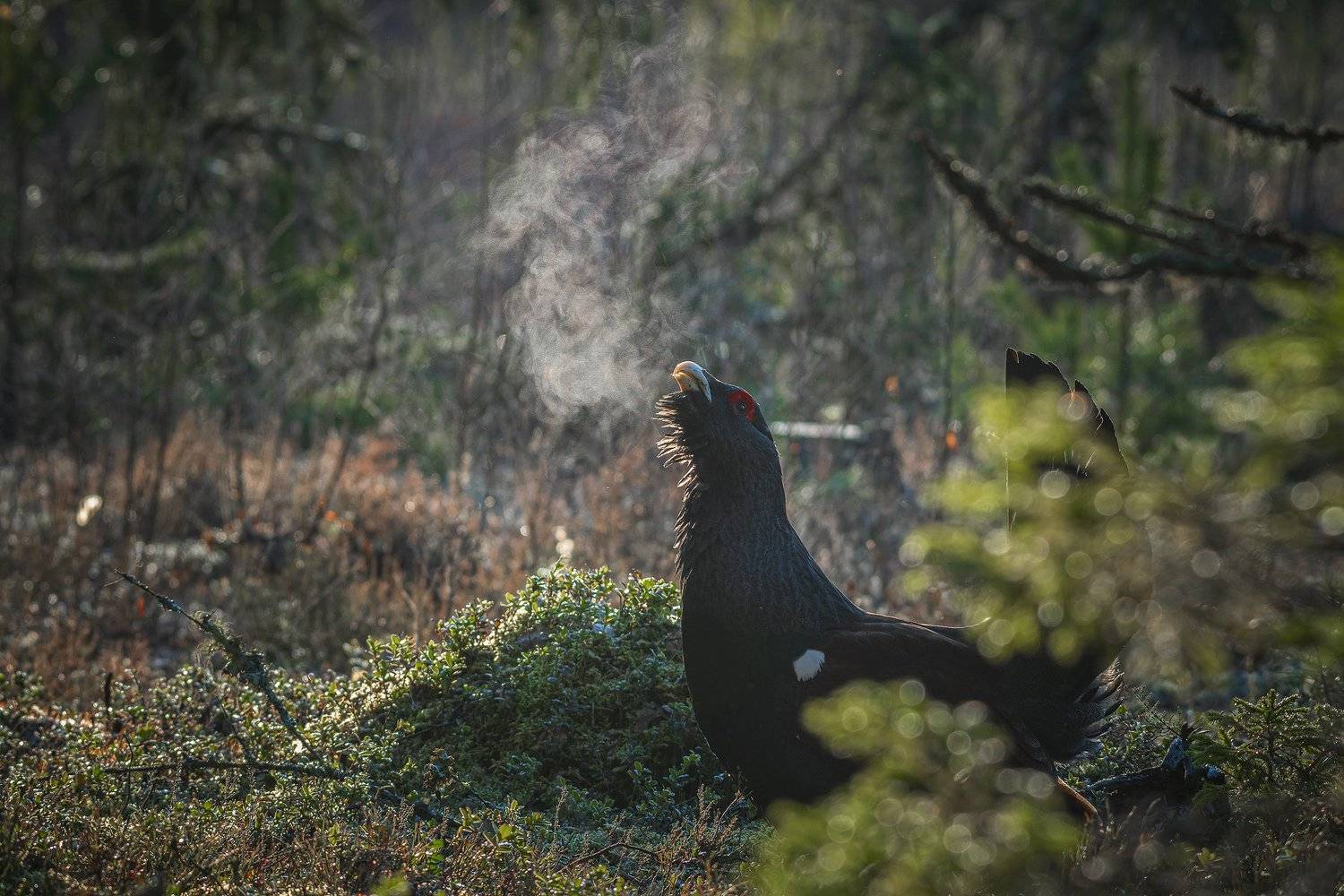 real wildlife, wildlife, nature, forest, wildlife photographer, capercaillie, bird photography, глухарь, tetrao urogallus, bird, nikon,, Aleksey Sharypin