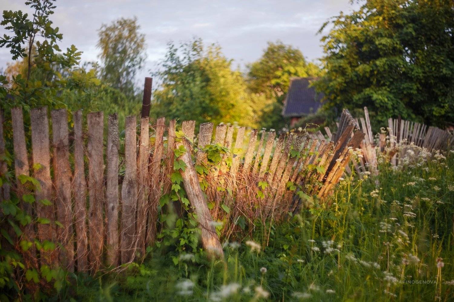 утро, лето, забор, гелиос, Татьяна Афиногенова